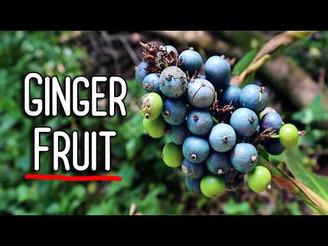 GINGER IS WEIRD - All about the edible seeds, flowers, rhizomes and FRUIT of gingers