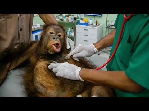 Hilarious Animals Who Make Vets Forget Their Job 🤣 NEW Funny Animals Videos
