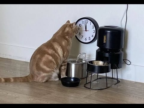 😺 Amazingly funny videos with cats and kittens! 🐈 New compilation of funny videos! 😸