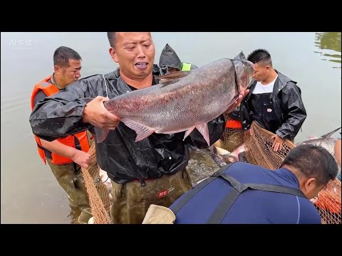 花6万包下一口13年没干过的山塘,看看里面究竟有多少鱼#户外 #捕鱼 #三农 #农村生活 #捉鱼 #catchingfish #fishing #outdoor#rurallife