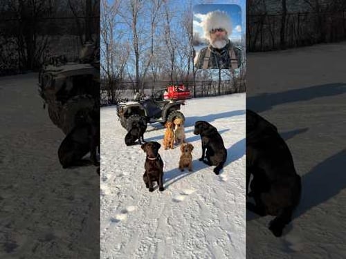 Is Your Dog Too Cold? #shorts #labrador #jackrussellterrier