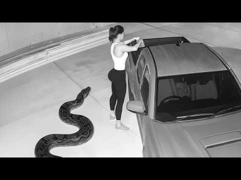 Wild Animals Invade Cities Caught on Camera