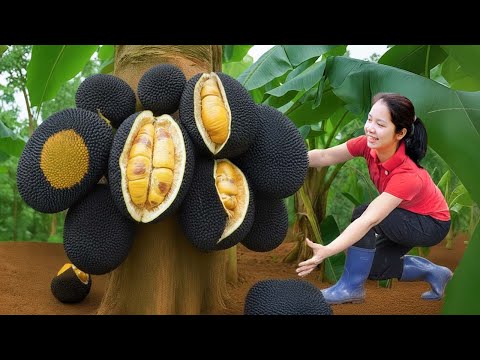 Harvesting Giant Cracked Black Jackfruit To Sell At The Market - Farming | Hanna Daily Life
