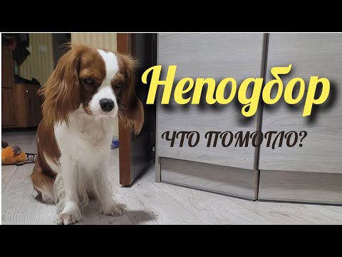 НЕПОДБОР/Как отучить собаку подбирать с земли. #собака #дресировка #dog #кавалеркингчарльзспаниель