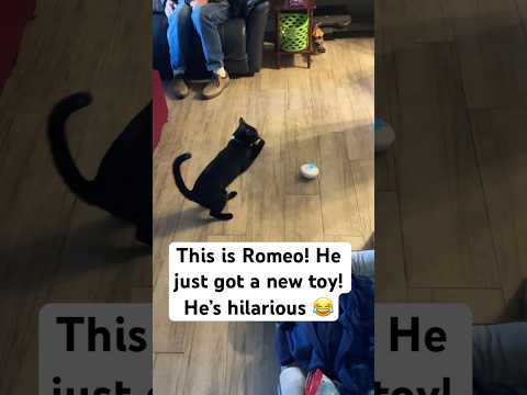 We got our car a new toy! He’s so funny!!