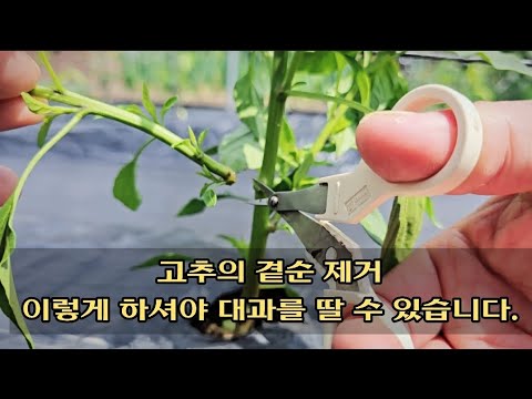 고추의 곁순 제거는 다수확의 기본입니다. 고추 곁순이 다시 나오지 않게 하는 기술! 🌶️💪 #고추농사 #다수확 #고추 #고추재배 #곁순제거