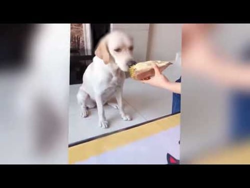 Lustige Tiere, die Freude in deinen Tag bringen ♥