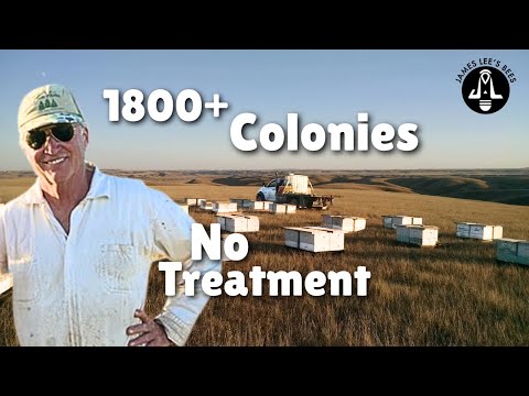 A Commercial Beekeeper Quit Treating for Varroa (1800 Hives) Here’s What Happened