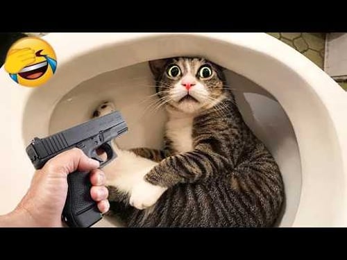 Funniest Cats and Dogs Clips of 2025😼🐶Try Not To Laugh😜