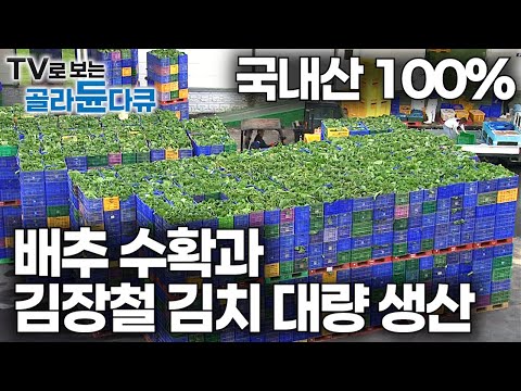 From Korea's largest cabbage harvest to mass production of kimchi during the peak season!|100% do...