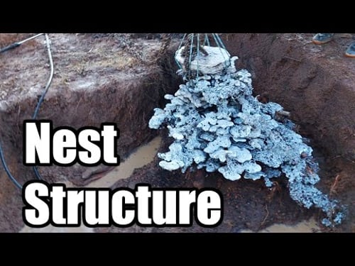Bonus Clip - Bull Ant Nest structure