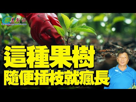 No need garden, Growing Passion fruit at home like this will get crazy harvest.