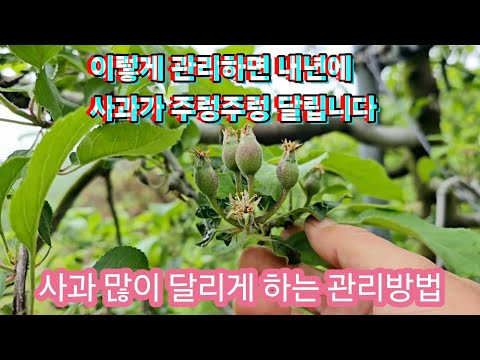 How to Care for an Apple Tree to Produce a Lot of Apples/If you care for your apple tree this way...