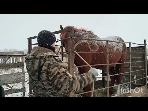 The horses arrived and the stallion was taken to his owner.