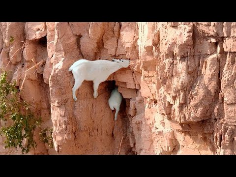 Gravity is Just a Joke for These Mountain Goats!