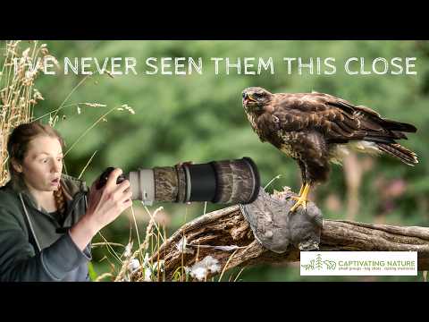 I've never seen them this close! Photographing Buzzards at the Captivating Nature Hide