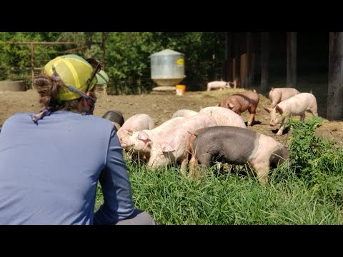 Training Your Pastured Pigs
