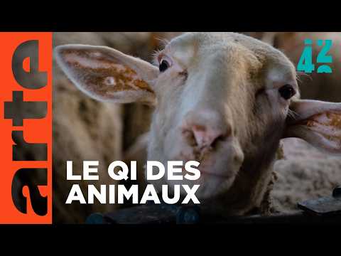Que ressentent nos animaux d'élevage ? | 42 - La réponse à presque tout | ARTE