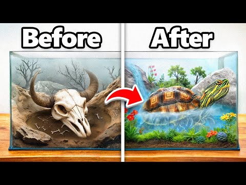 I Transformed an Abandoned Turtle’s Home