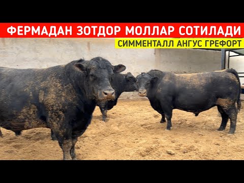 ФЕРМАДАН СИММЕНТАЛЛ АНГУС ГРЕФОРТ БУКАЛАР СОТИЛАДИ МАНЗИЛ ХАЗОРАСП ПИТНАКДА !!! ХОРАЗМ БОЗОР