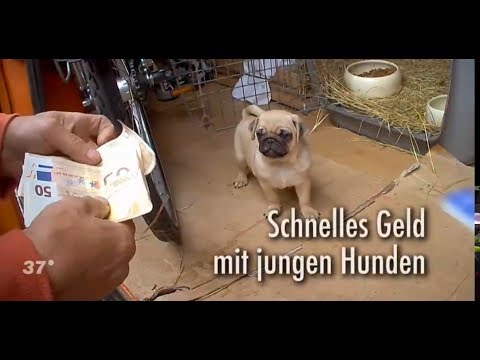 Süße Welpen suchen ein Zuhause Schnelles Geld mit jungen Hunden (ZDF 37°)
