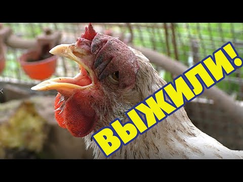 Чем лечить кур если они хрипят и чихают