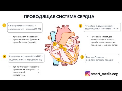 ЭКГ за 100 минут №1: ЭКГ плёнка, Проводящая система сердца
