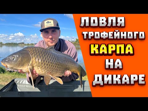 Ловля ТРОФЕЙНОГО КАРПА на ДИКОМ ВОДОЁМЕ | Ловля карпа на КАРТОШКУ | На ФЛЭТ ФИДЕР и карповые монтажи