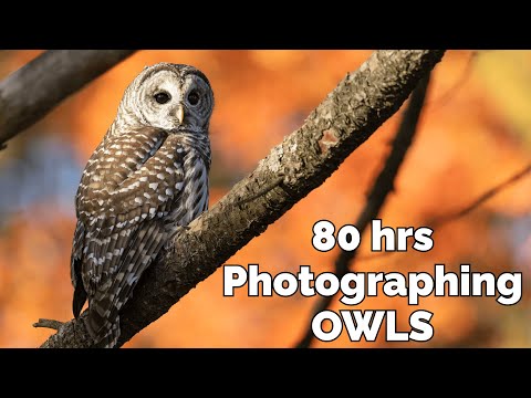 Tracking & Photographing Elusive OWLS | 3 WEEK Wildlife Photography Adventure