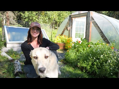 Homestead Protection in Remote Alaska | Adopting a Guardian Dog