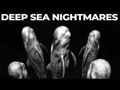 Why Are Orcas TERRIFIED of Pilot Whales?