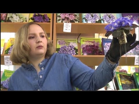 ДФ. Е.Шалденко: опыт выращивания мини фиалок