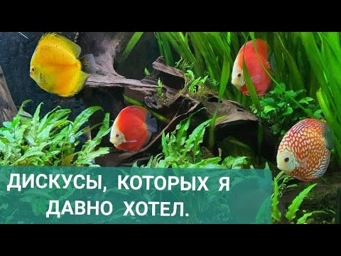 Дискусы, которых я давно хотел. Из разводни в травник.