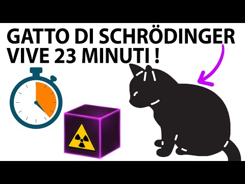 Record: un gatto di Schrödinger sopravvive per 23 minuti