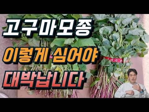 고구마 모종, 이렇게 골라서 이렇게 심자!