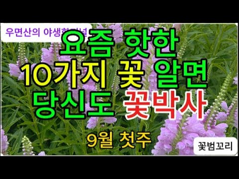 요즘 핫한 이 꽃 10가지 알면 당신도 꽃박사