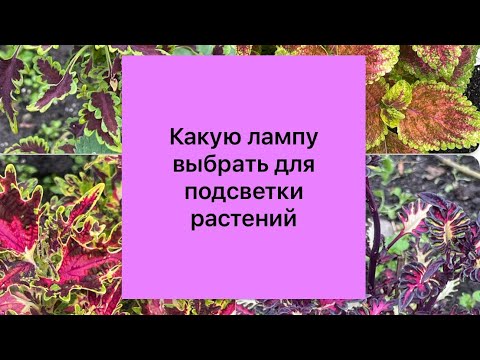 Какую лампу выбрать для подсветки растений