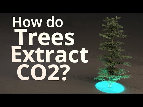 How Do Trees Extract CO2?