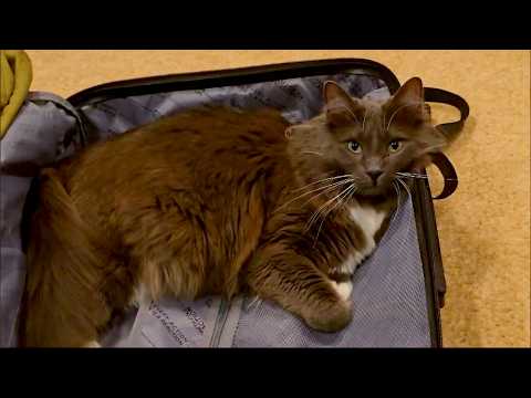 These Cute and Funny Pets and Animals will Melt your Heart! New 2025