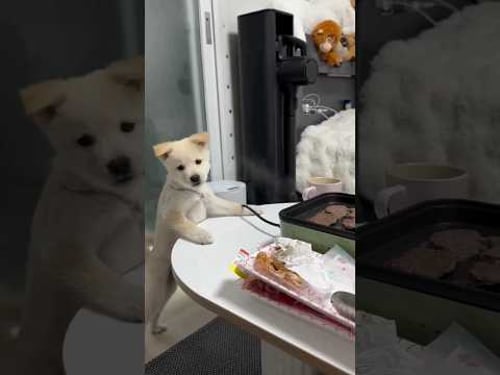 Best funny cats and dogs videos try not to laugh.😂 #cats #funnycats #funnypets #funnyvideos #short