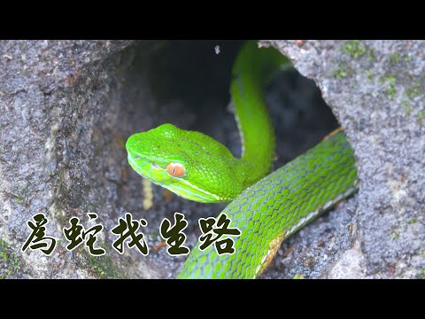【野生動物】為蛇找生路|友善耕作保護蛇類生存環境(我們的島 第1062集 2020-07-06)