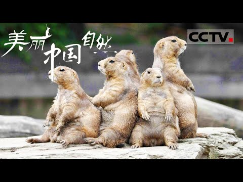 【ENG】一生只开一次花的“东方美人”你见过吗?在青藏高原孤独但绚烂地绽放出朝气蓬勃的光芒《美丽中国自然》察青松多系列【CCTV纪录】