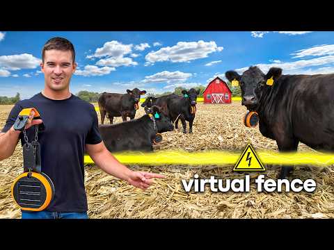 Running Cattle On Cornstalks With No Fence