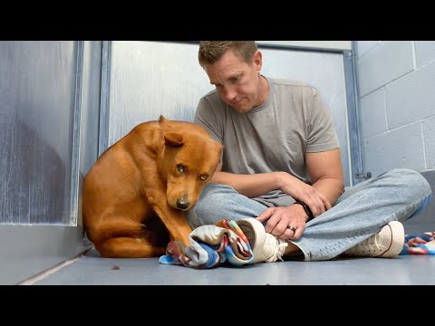 Everyone Walked Past the Quiet Red Dog, Not Knowing he was the BEST in the Shelter 🥹