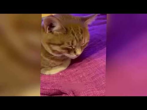 Tente não rir com esses animais mais engraçados