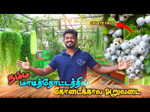 நம்ம மாடித்தோட்டத்தில் ஒரு மகத்தான அறுவடை | HARVESTING ORGANIC VEGETABLES IN OUR TERRACE GARDEN