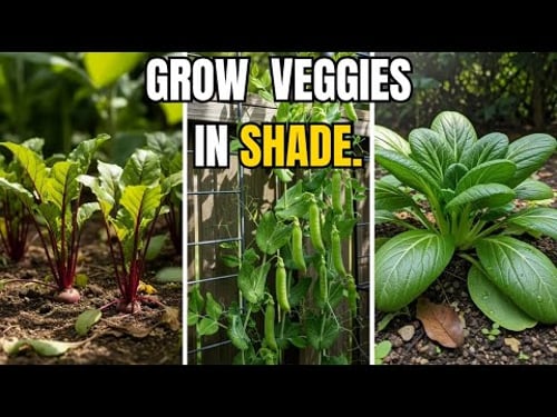 15 Perfect Vegetables to Grow in Shady Gardens, No Matter Where You Live