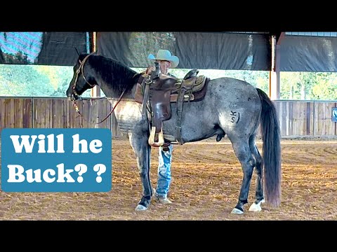 Friends say Hancock bred Horse will Buck her off! Part 2