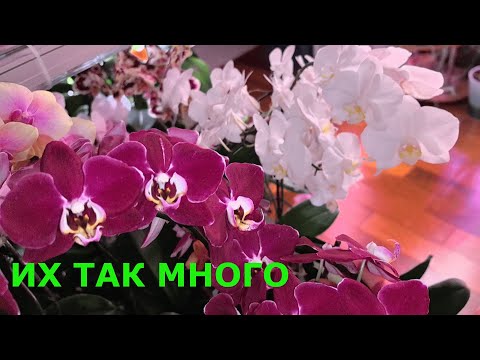 Winter garden with orchids. Right wing. Spoiled by orchids. Houseplants of new orchids.