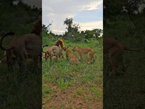 Black Dam Male Lion Gets an Ego Boost